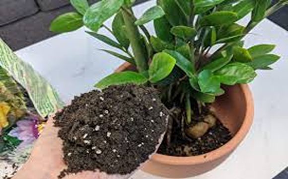 تصویر 3 از قیمت خرید خاک زاموفیلیا بلک + فروش ویژه